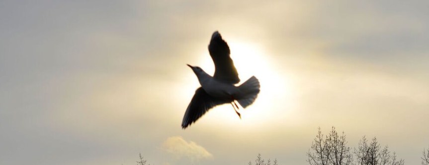 Facing Race after Michael Curry’s election as Presiding&nbsp;Bishop
