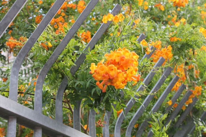 The Grass is Always&nbsp;Greener