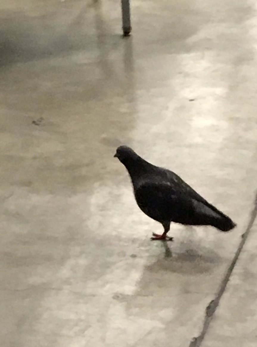 The Herald Exclusive Interview with GC&nbsp;Pigeon